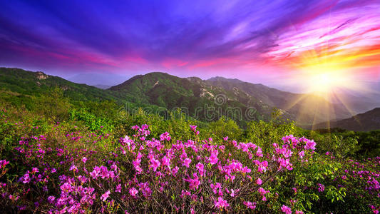 美丽的粉红色花在山上日落，黄梅山在韩国