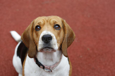 小猎犬 朋友 美丽的 猎犬 公司 宠物 肖像 有趣的 犬科动物