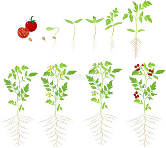 种植樱桃番茄樱桃番茄生长阶段照片