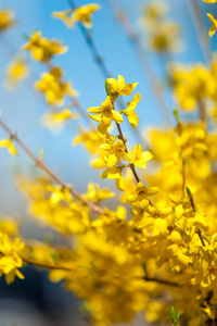 黄色连翘花的枝条
