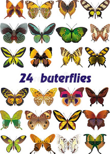 矢量中的一组24只蝴蝶