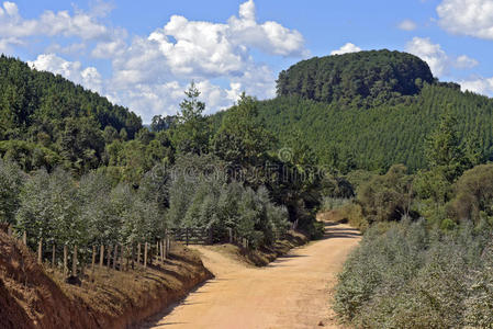 土路两侧种植桉树和松树