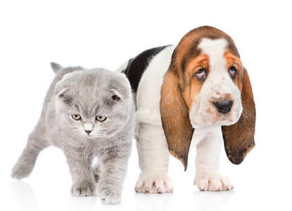 灰色的小猫和贝塞特猎犬小狗站在一起。 在白色上隔离