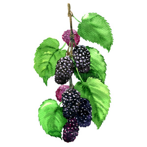 桑树图片-桑树素材-桑树插画-摄图新视界