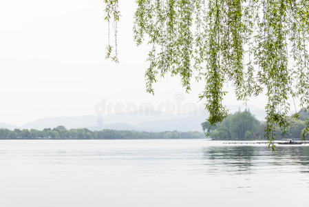 瓷器 花园 园艺 春天 杭州 旅行 美丽的 植物 韦斯 旅游业