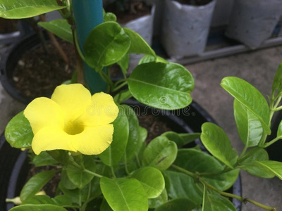 坪小号灌木图片