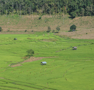 泰国的绿色水稻梯田