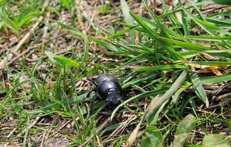 昆虫学 草地 荒野 喇叭 卢卡斯 马鹿 生物学 甲虫 缺陷