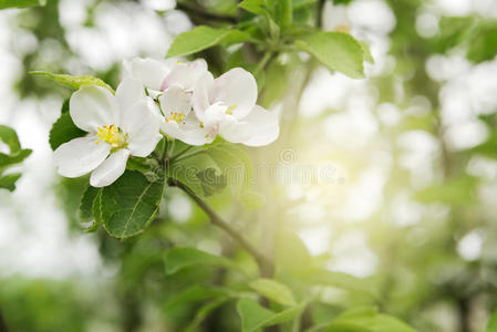 春苹果树