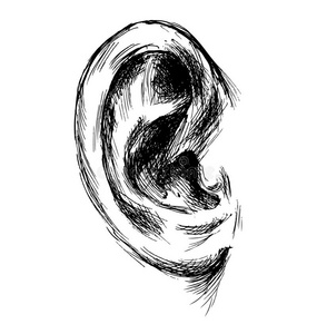 人类耳朵的手绘草图