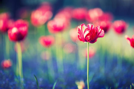 浪漫 花的 花瓣 夏天 公园 春天 粉红色 季节 植物区系