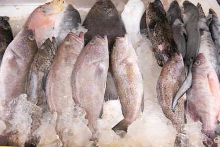 美味的 海鲜 晚餐 海的 超市 市场 钓鱼 特写镜头 动物