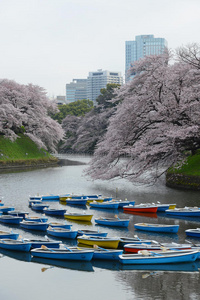 樱花 樱桃 目的地 春天 季节 公园 地标 盛开 节日 满的