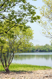 公园 自然 场景 环境 文化 树叶 瓷器 美女 风景 植物