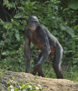 丛林 人科 倭黑猩猩 面对 栖息地 动物群 喜欢 非洲 地方病