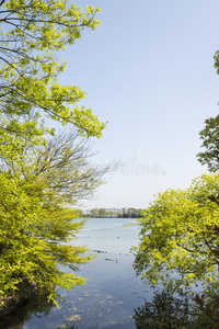 树叶 旅行 场景 文化 杭州 西湖 植物 旅游业 花园 亚洲