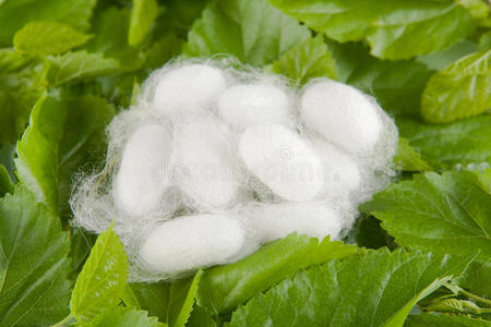 蚕生长图片-蚕生长素材-蚕生长插画-摄图新视界