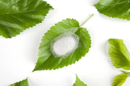 绿色黄色蚕茧蚕茧多在丝虫网上蚕韩国蚕蛹蚕的茧茧的蚕蚕环绕在绿色