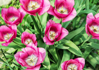 美丽的粉红色郁金香种植在花园里，春天，生机勃勃