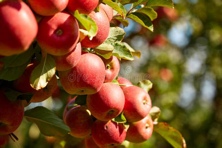 苹果园背景图片