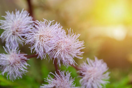 菊花在花园里盛开。