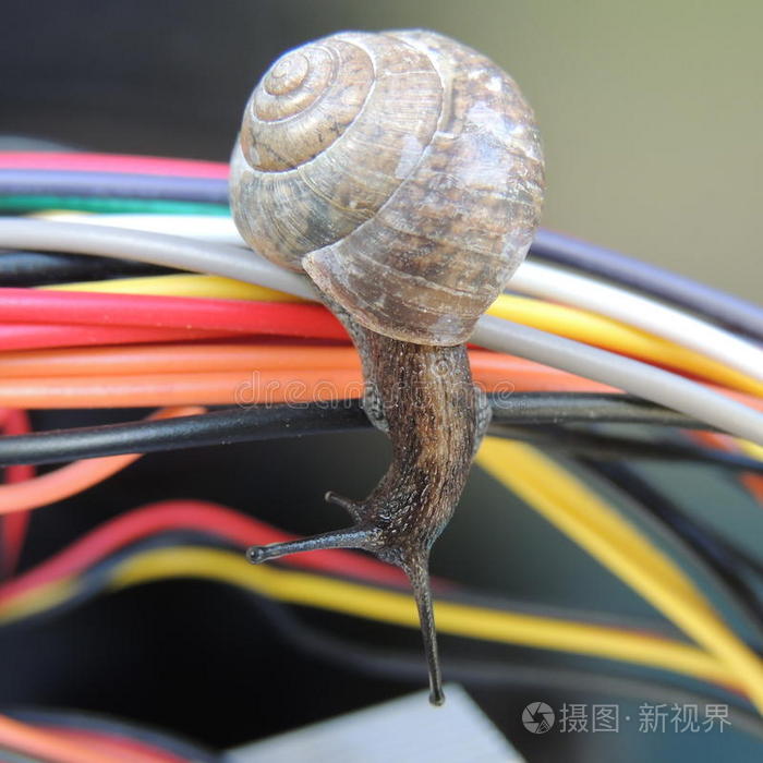 黑色背景上彩色电线上的大蜗牛