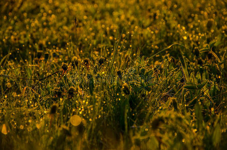 生长 植物区系 环境 草地 特写镜头 早晨 自然 盛开 草坪