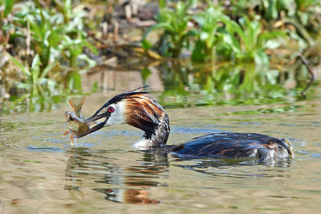 大头冠海狸podiceps cristatus