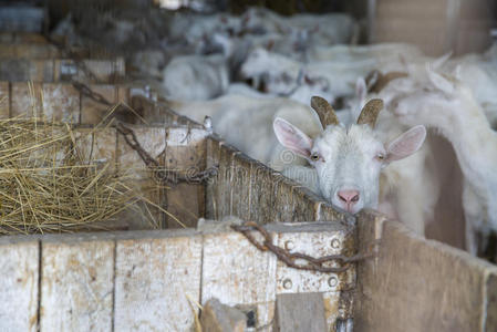 山羊 野兽 牲畜 谷仓 农业 吃草 毛茸茸的 可爱的 牛奶
