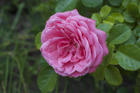 成熟的花蕾粉红色玫瑰