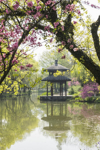 公园 杭州 旅行 花园 亭阁 开花 亚洲 旅游业 分支 场景