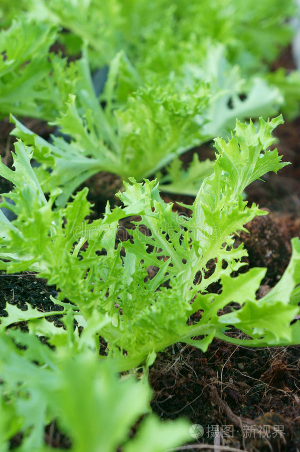 绿色米祖纳有机沙拉蔬菜种植