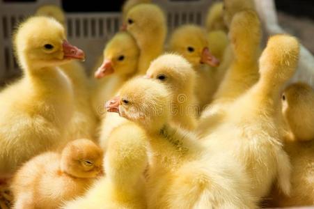黄色的小鸭子图片