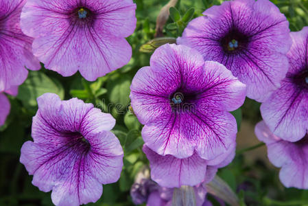 花瓣 粉红色 自然 夏天 颜色 花园 植物 外部 花的 成长