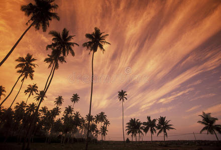 亚洲 可可豆 棕榈 斯里兰卡 可可 风景 棕榈树 椰子 日落