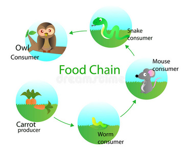 5条动物食物链简笔画图片