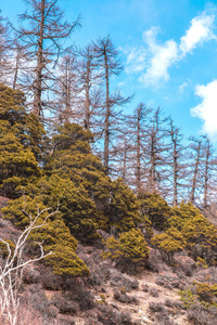 瓷器 展望 森林 徒步旅行 秋天 风景 十月 公园 大街