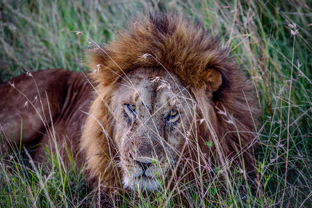 非洲狮在草地上休息，肯尼亚