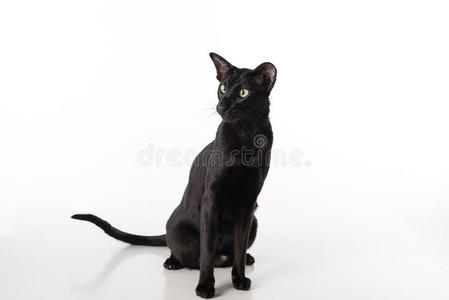 好奇的黑色东方短毛猫坐在白色的桌子上，倒影。 白色背景。