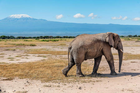 非洲肯尼亚马赛马拉保护区的大象