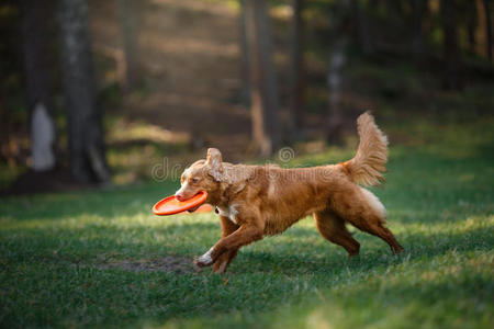 狗新斯科舍鸭收费猎犬在夏季公园散步