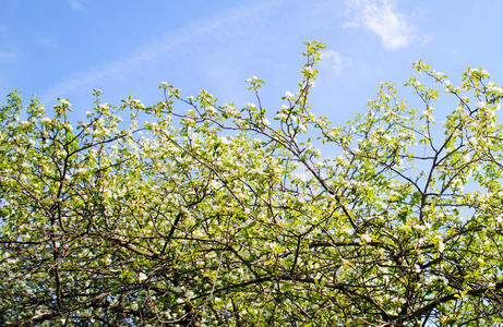 在蓝天背景上有白色花朵的树枝