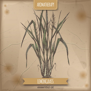 冬又名柠檬草素描柠檬色素描手绘彩色铅笔柠檬素描与阴影手的素描画