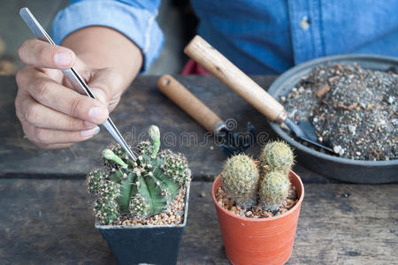 木制桌子上盆栽植物中的园艺仙人掌