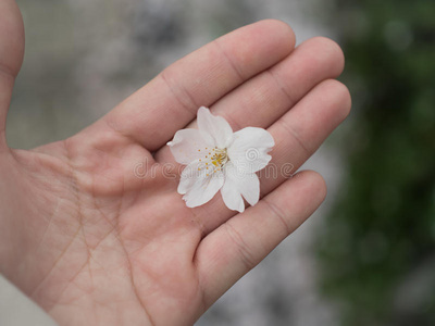 花瓣 美丽的 软的 盛开 植物区系 日本人 樱桃 植物 春天