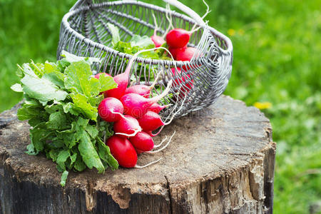 一堆新鲜的红色花园萝卜在树桩上的篮子里
