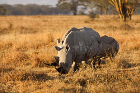 纳库鲁 肯尼亚 旅行 游猎 目的地 野生动物 季节 哺乳动物