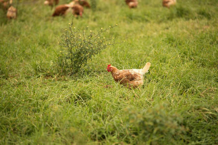 澳大利亚国家农场图片-澳大利亚国家农场素材-澳大利亚国家农场插画-