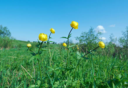 。trollius europaeus