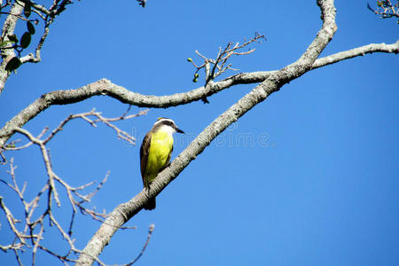 美丽的 动物 公园 栖息 美女 自然 观鸟 歌曲 森林 松鸟